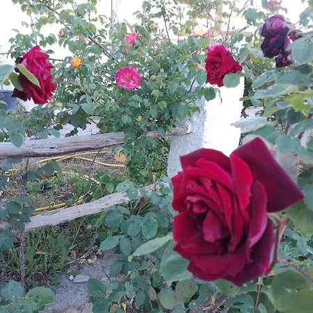 Lispusada Adults Only Biancareddu