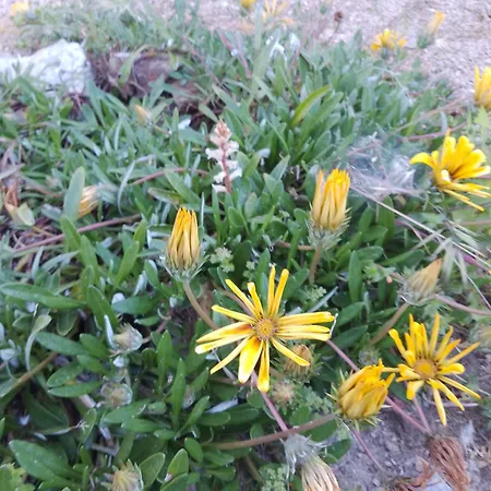 Lispusada Adults Only Biancareddu