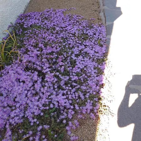 Lispusada Adults Only