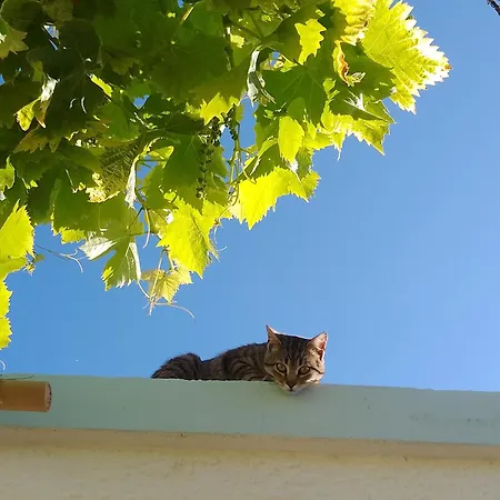 Lispusada Adults Only