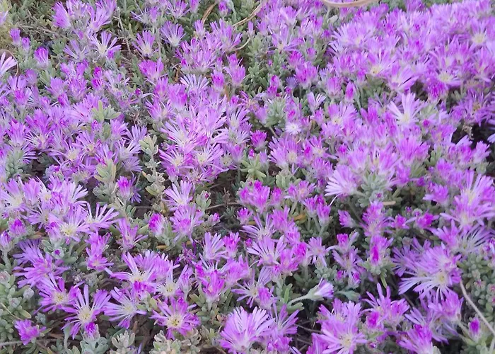 Bed and breakfast Lispusada Adults Only 4*