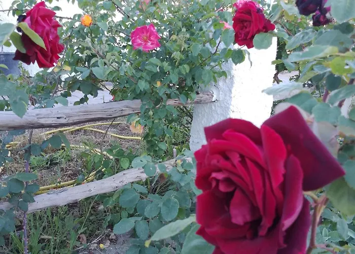 Lispusada Adults Only Biancareddu