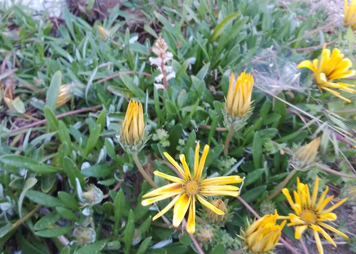 Lispusada Adults Only Biancareddu