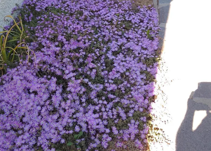 Lispusada Adults Only