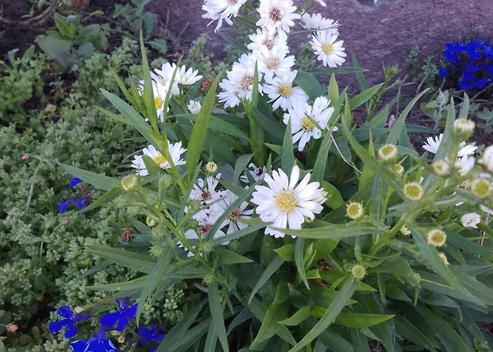 Lispusada Adults Only 4* Biancareddu