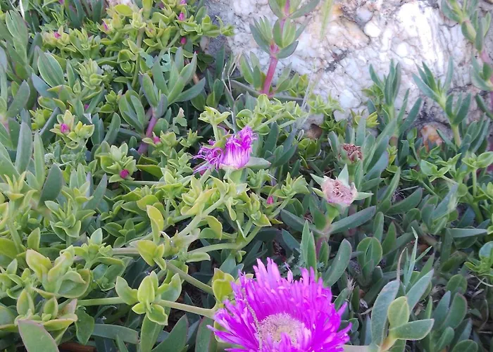 Lispusada Adults Only Biancareddu