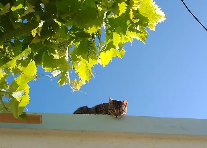 Lispusada Adults Only