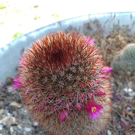 Lispusada Adults Only 住宿加早餐酒店