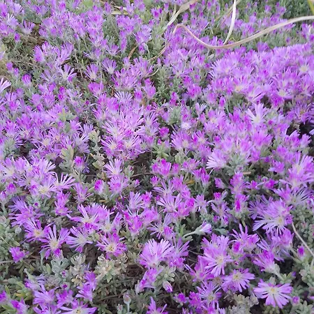 Bed and Breakfast Lispusada Adults Only 4*