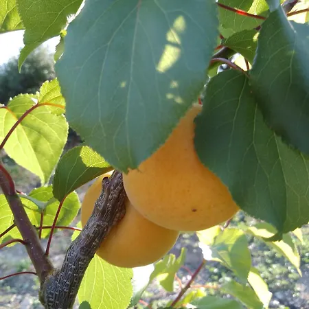 住宿加早餐酒店 Lispusada Adults Only Biancareddu