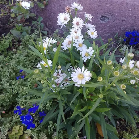 Lispusada Adults Only 4* Biancareddu