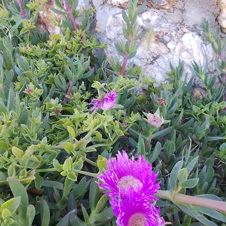 Lispusada Adults Only Biancareddu