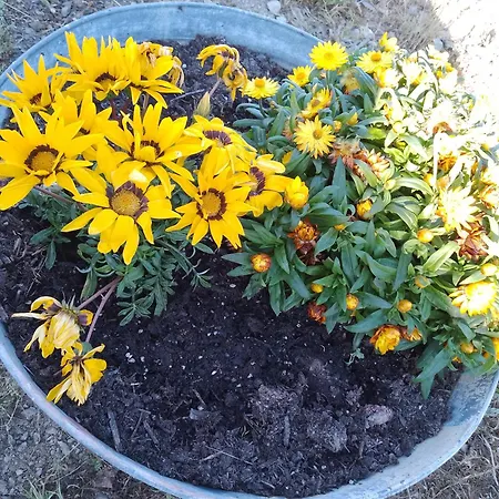 住宿加早餐酒店 Lispusada Adults Only