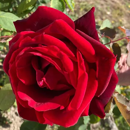 Bed and Breakfast Lispusada Adults Only 4*