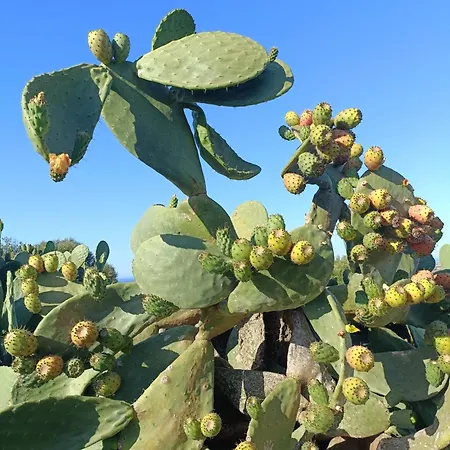 Bed and Breakfast Lispusada Adults Only