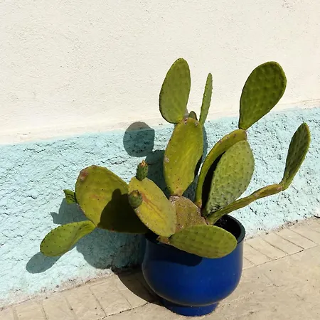 Lispusada Adults Only