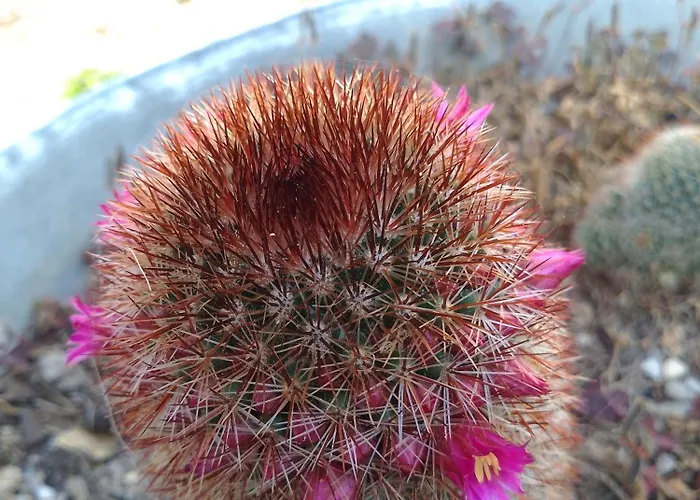 Lispusada Adults Only Bed & Breakfast