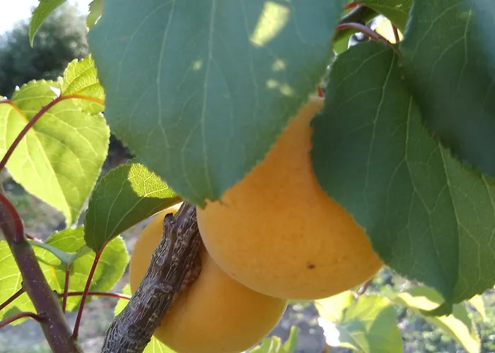 Bed & Breakfast Lispusada Adults Only Biancareddu