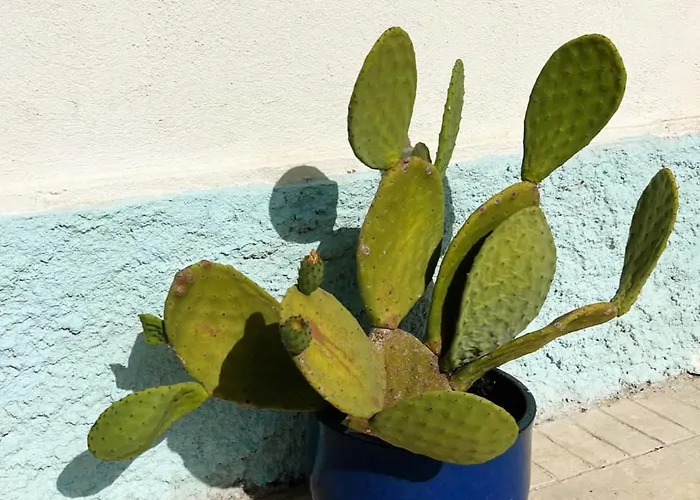 Lispusada Adults Only